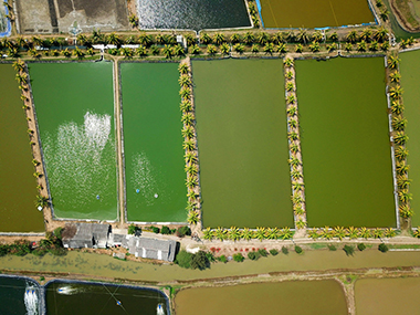 Aquaculture
