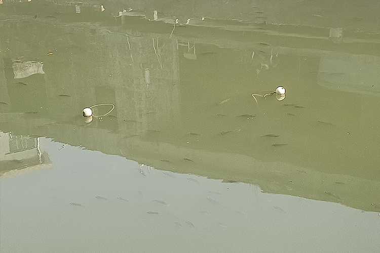 东莞鹤田涌潮汐河道治理项目