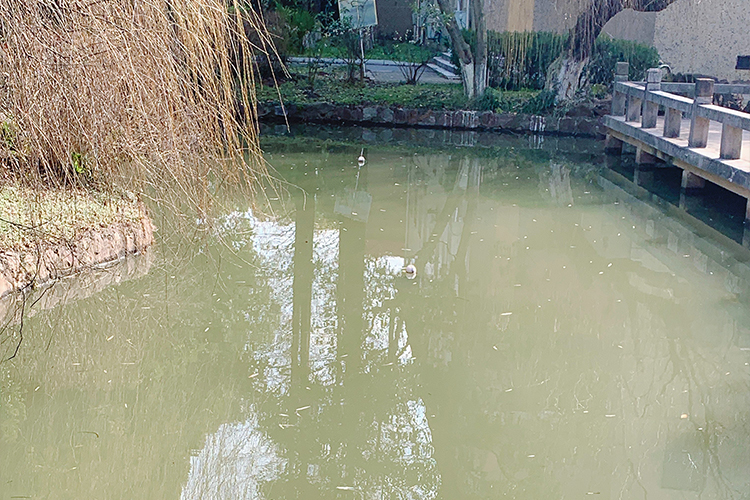 苏州科技大学景观池水质提升项目汇报